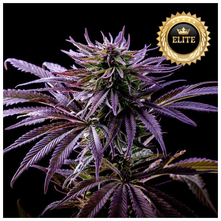 Purple Punch - Semillas a granel