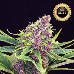Purple Haze - Semillas a granel feminizadas