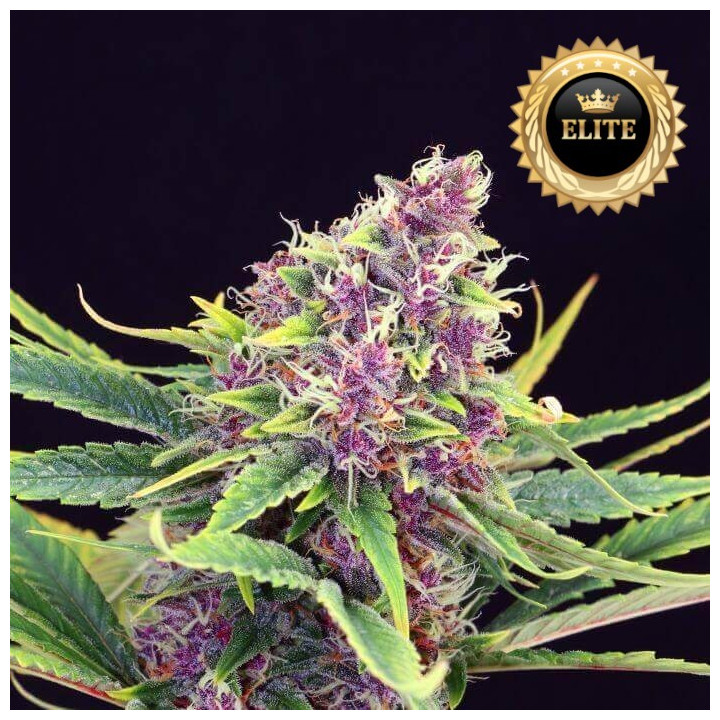 Purple Haze - Semillas a granel feminizadas