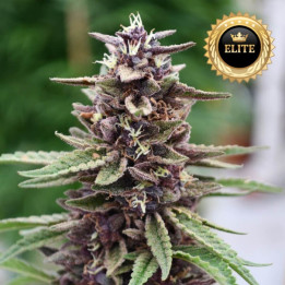 Purple Kush - Semillas A Granel