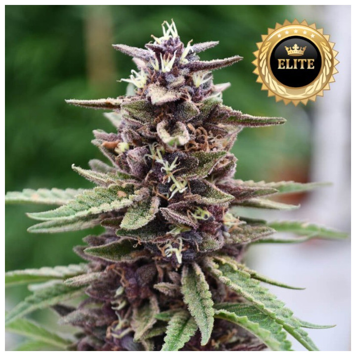 Purple Kush - Semillas A Granel