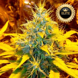 Banana Kush - Semillas a Granel feminizadas