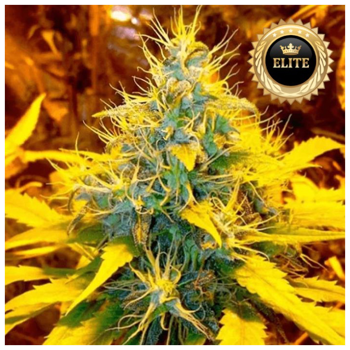 Banana Kush - Semillas a Granel feminizadas