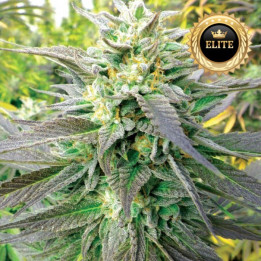 Blue Gelato 41 - Semillas a Granel