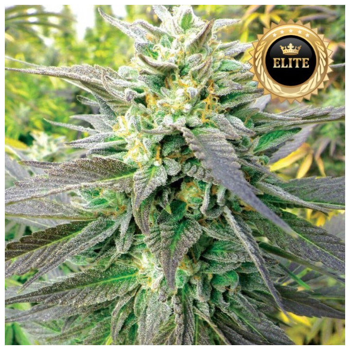 Blue Gelato 41 - Semillas a Granel