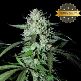 Ak 47 - Semillas a granel