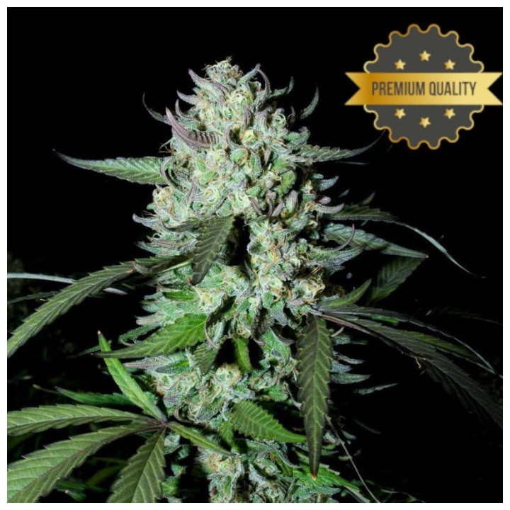 Ak 47 - Semillas a granel