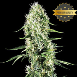 Super Silver Haze - Semillas a granel feminizadas