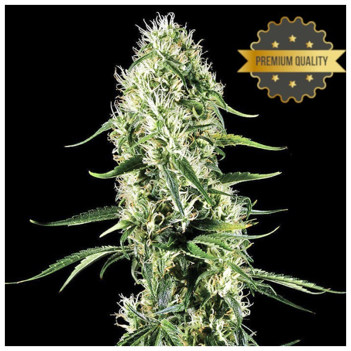 Super Silver Haze - Semillas a granel feminizadas
