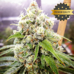 Jack Herer - Semillas a granel feminizadas