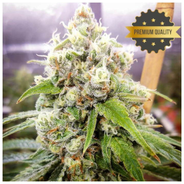 Jack Herer - Semillas a granel feminizadas