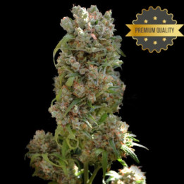 White Russian - Semillas a granel feminizadas