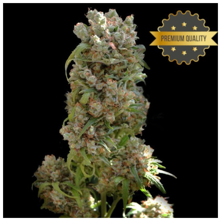 White Russian - Semillas a granel feminizadas
