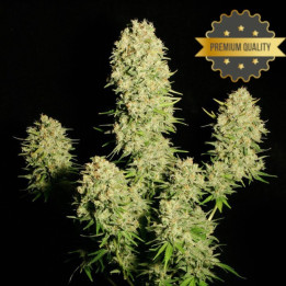 Cronic - Semillas a granel