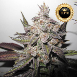 Mendocino Purple Kush - Semillas a granel feminizadas