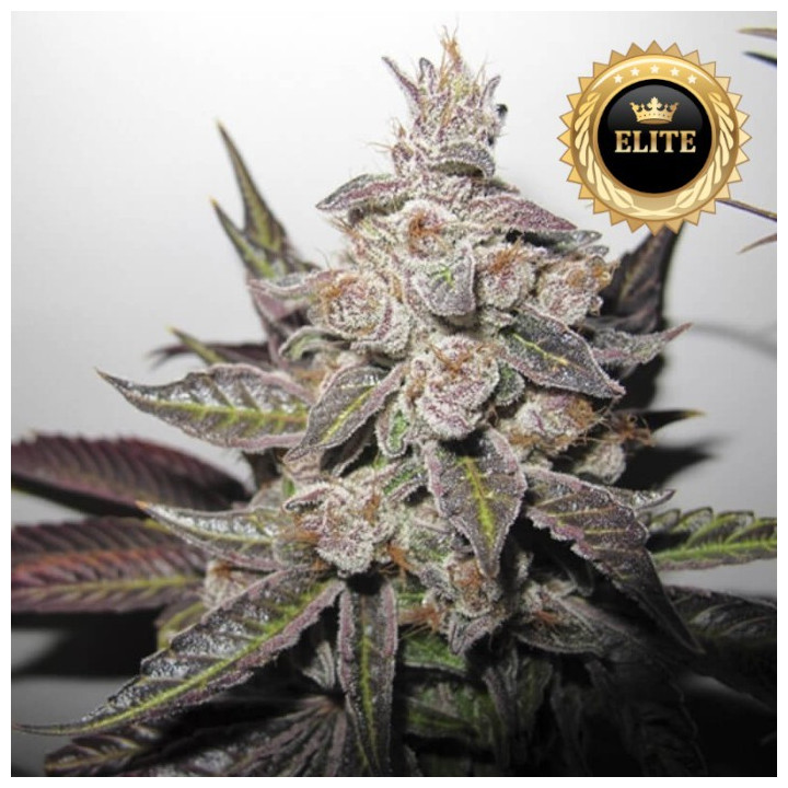 Mendocino Purple Kush - Semillas a granel feminizadas