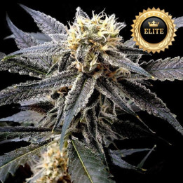 Strawberry Banana - Semillas a granel feminizadas