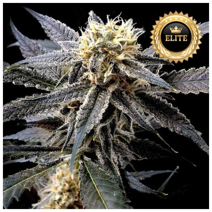 Strawberry Banana - Semillas a granel feminizadas
