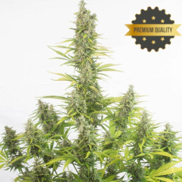 Amnesia Auto - Semillas a granel autoflorecientes