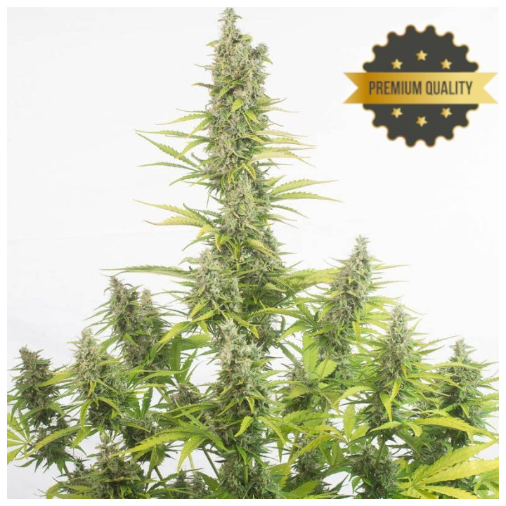 Amnesia Auto - Semillas a granel autoflorecientes