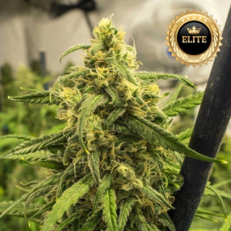 Auto Big Bud - Semillas a granel