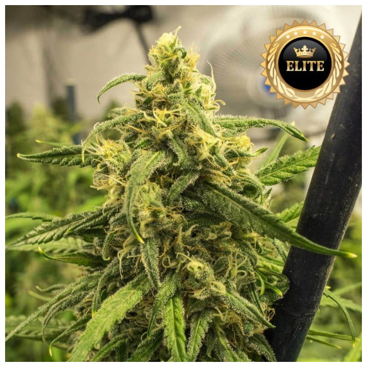 Auto Big Bud - Semillas a granel
