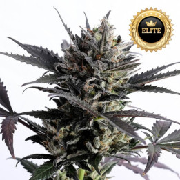 Auto Lemon Haze - Semillas a granel autoflorecientes