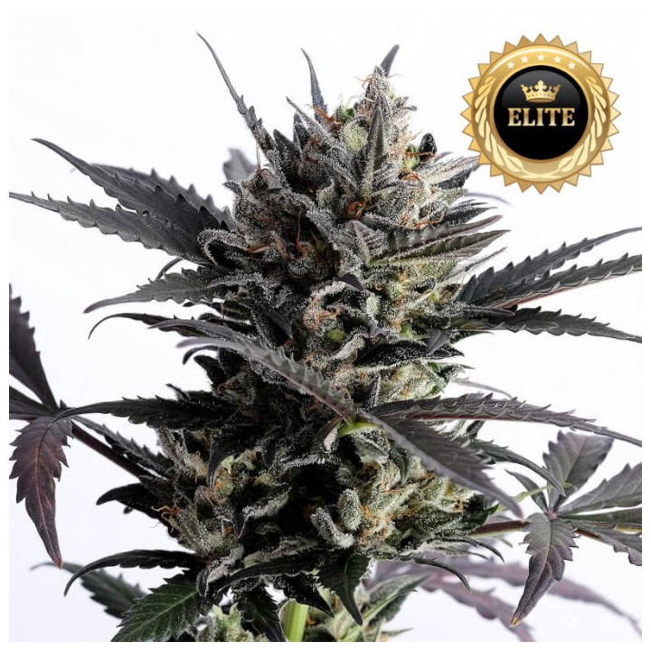 Auto Lemon Haze - Semillas a granel autoflorecientes
