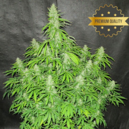 Auto Northern Lights - Semillas a granel autoflorecientes