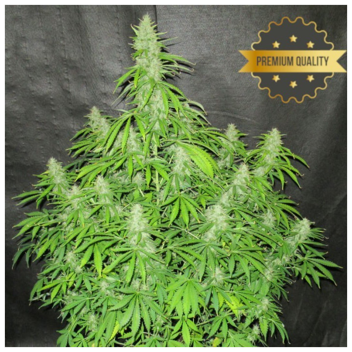Auto Northern Lights - Semillas a granel autoflorecientes