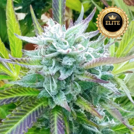 Zkittlez - semillas a granel feminizadas