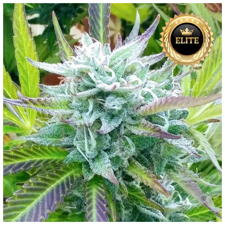 Zkittlez - semillas a granel feminizadas