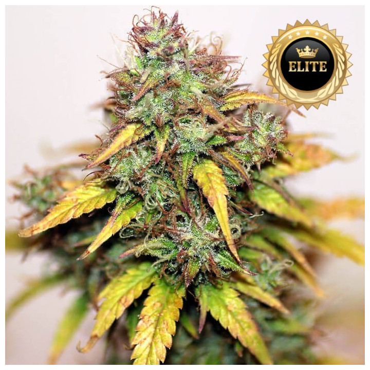 Auto Candy Krush - semillas a granel