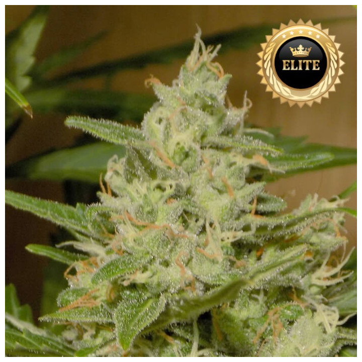 Auto Zkittlez - Semillas a granel feminizadas