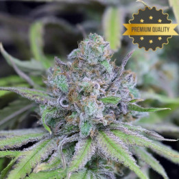Critical Purple Kush - Semillas a granel