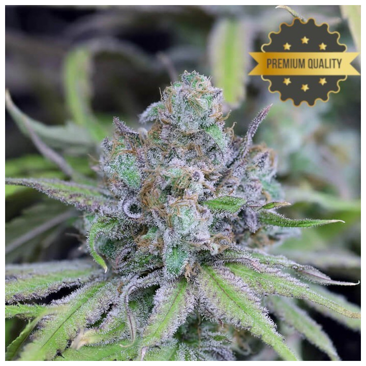 Critical Purple Kush - Semillas a granel