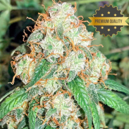 Auto Bubble Gum - Semillas a granel autoflorecientes