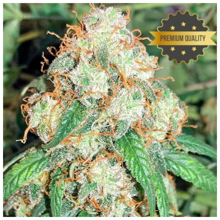Auto Bubble Gum - Semillas a granel autoflorecientes