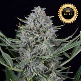 Auto Cookies - semillas a granel autoflorecientes