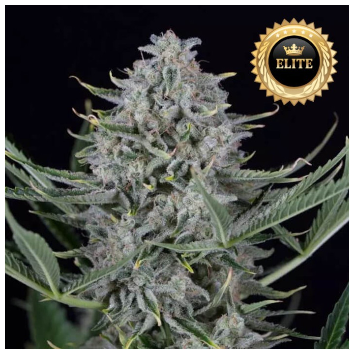 Auto Cookies - semillas a granel autoflorecientes