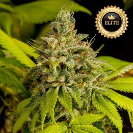 Auto Super Skunk - semillas a granel