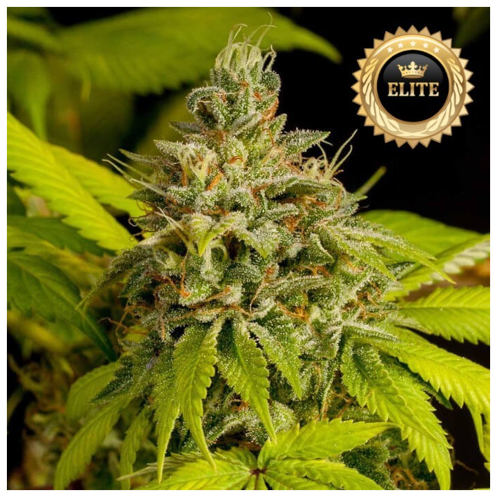 Auto Super Skunk - semillas a granel