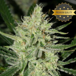 Lemon Haze - semillas a granel