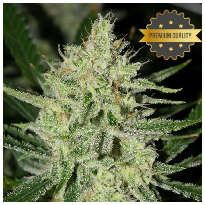 Lemon Haze - semillas a granel