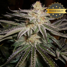 Sour Diesel -  Semillas a granel feminizadas