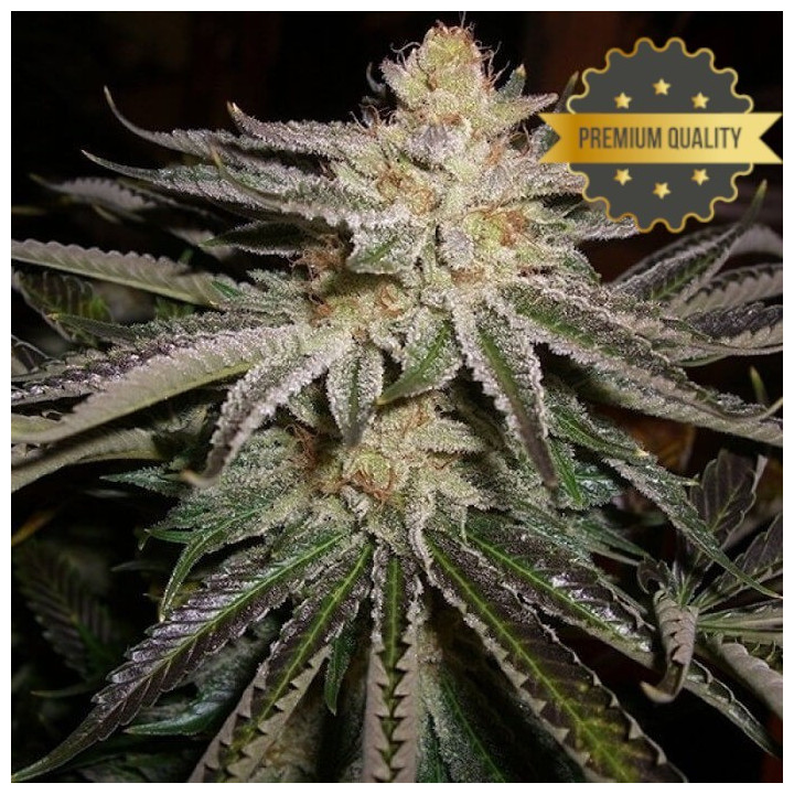 Sour Diesel -  Semillas a granel feminizadas