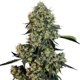 Original Ganster Kush - Semillas a granel feminizadas