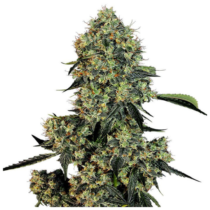 Original Ganster Kush - Semillas a granel feminizadas