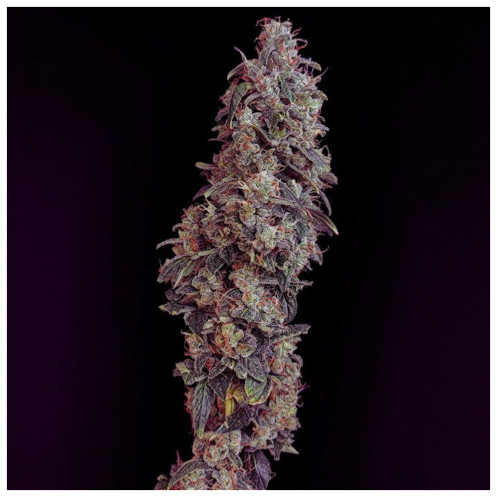 Sour Gas - Semillas feminizadas a granel