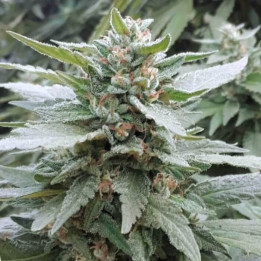 Tahoe OG - Semillas a granel feminizadas